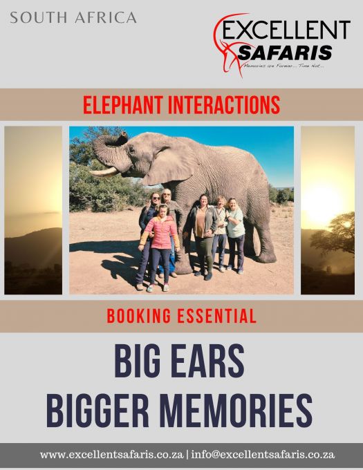 Elephant Interactions Side Activity